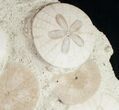 Spectacular Fossil Sand Dollar Cluster - Tall #8979-3
